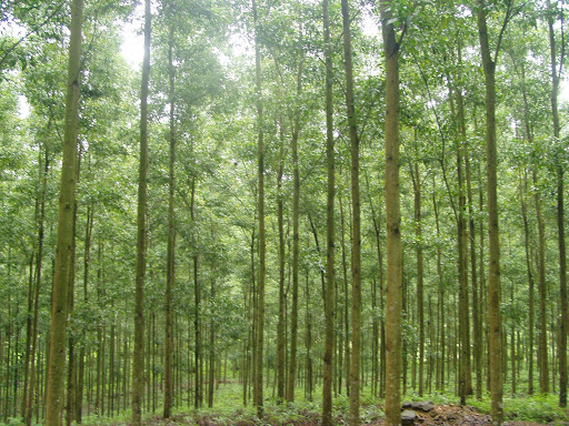 Acacia forestry