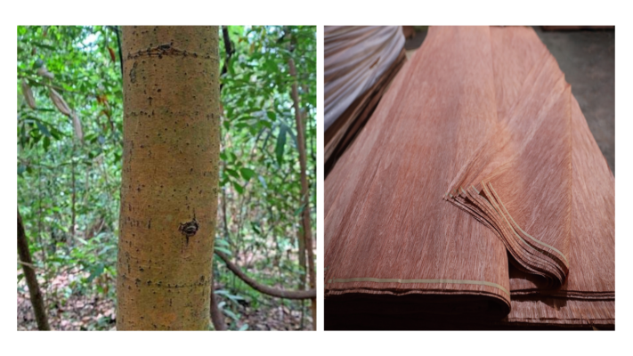 Calophyllum Tree